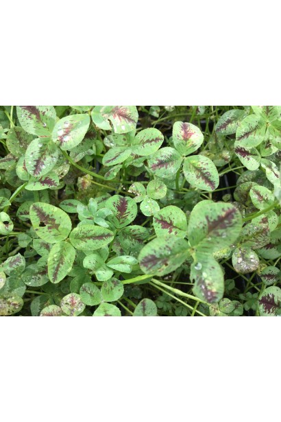 Використання Trifolium repens як декоративної мульчі